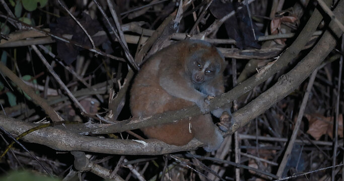 Slow loris sitting on tree branch at night, Nycticebus nocturnal primate behavior in tropical forest environment, wild animal in natural habitat, wildlife documentary style.