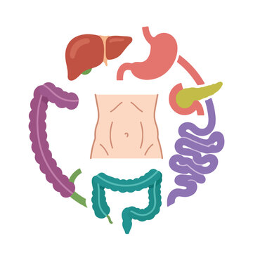 Human digestive system organs illustration