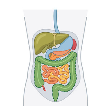Human digestive system anatomy vector illustration with internal organs