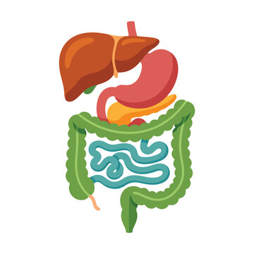 Human digestive system and internal organs vector illustration