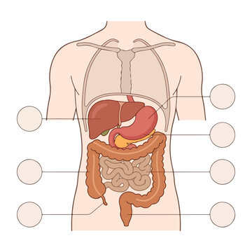 Human digestive system diagram with internal organ labels