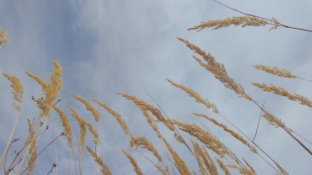 Golden Dry Grass Swaying in the Wind Against a Blue Cloudy Sky. Low Angle View.