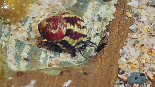 HD 1080p macro close-up of a colorful sea snail gliding over sandy rocks in an aquarium. Detailed shot displaying striped tentacles, shell pattern, and slow marine gastropod movement underwater.