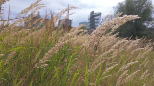 September 03, 2026 - Tall Wild Grass Swaying Gently in the Wind with a Modern Urban Cityscape in the Background