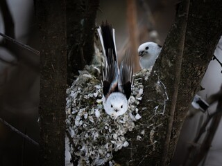 Pair of Long-tailed Tits at Their Lichen Nest, Hokkaido © YUTAKA