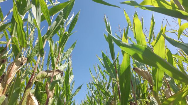 Low Angle POV Walking Through a Lush Green Cornfield on a Sunny Day with a Clear Blue Sky