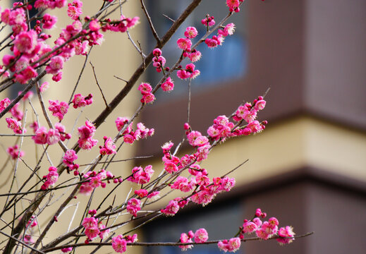Pink Plum Blossoms in Full Bloom on Branches in Spring
