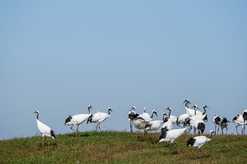 Fototapeta premium Flock of Red-Crowned Cranes on Grassy Wetland Under Blue Sky