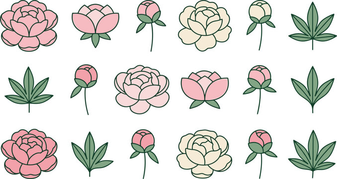 Minimalist linea flat peony flower creation kit featuring isolated pink and cream blossoms fresh green leaves and buddin .