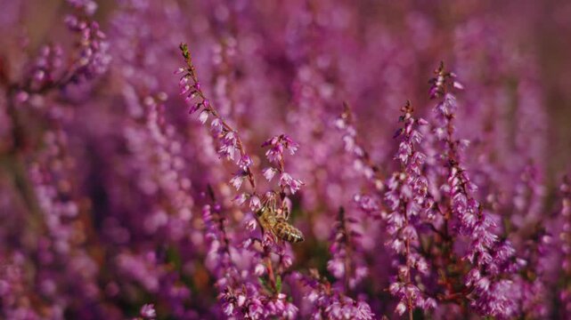 Macro close up of a wasp feeding on a purple heather flower in bright sunlight, capturing intricate insect details and natural pollination activity.