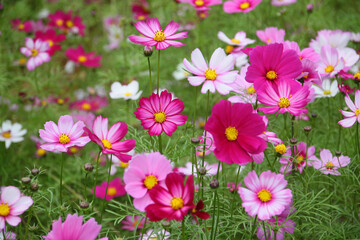 Fototapeta premium Pink and White Cosmos Flowers Blooming in Garden Meadow