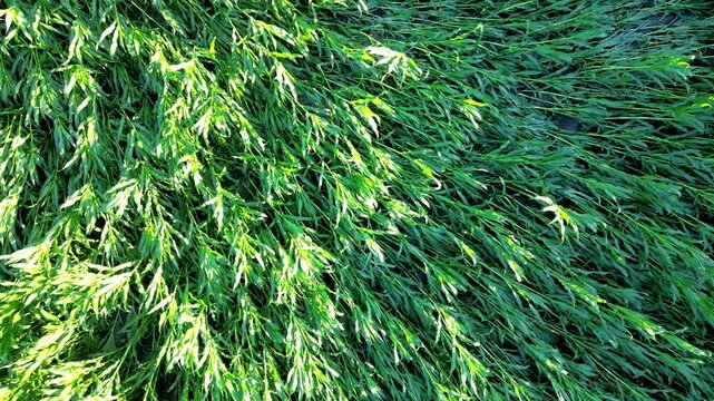 Top-down aerial shot of lush green foliage swaying in the wind. Natural texture and vibrant summer background.