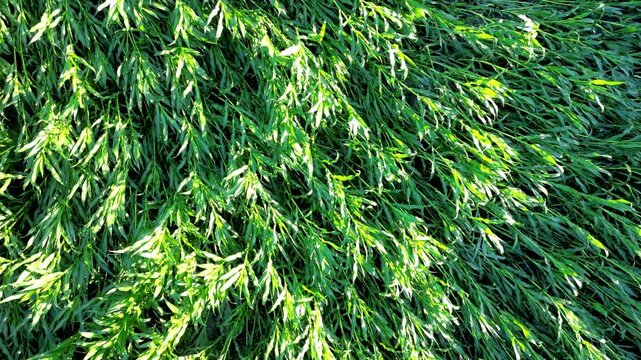 Sunlit green leaves swaying in the wind, top-down aerial view. Natural foliage background.
