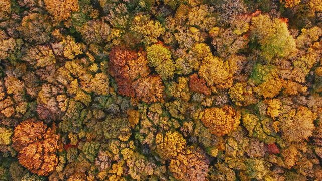 Top down aerial view golden autumn forest canopy yellow orange foliage tree crowns texture pattern natural background Shumen Bulgaria fall season drone video footage