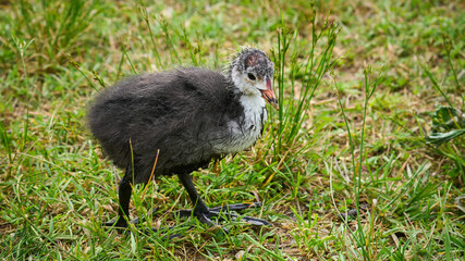 Halbwüchsiges Blässhuhn, fulica atra © Susanne