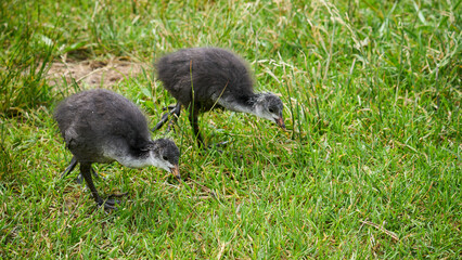 Zwei halbwüchsige Blässhühner, fulica atra © Susanne