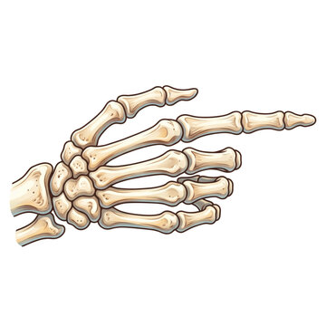 An anatomical skeletal hand pointing its index finger towards the right on a white background