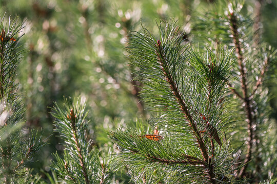 Green small pine trees with fresh shoots in spring or summer