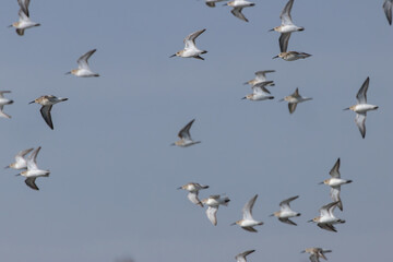 Fototapeta premium Flock of Dunlin in Flight