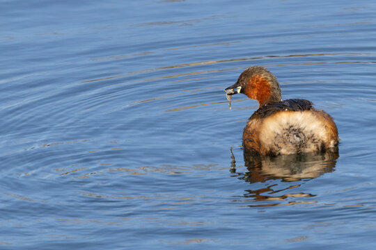 Little Grebe with a Small Fish