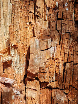 Wood of an old tree for background