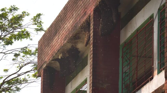 Multiple Giant Wild Honey Bee Hives Hanging Under Brick Building Exterior in Bangladesh