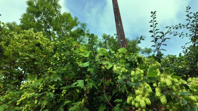 Hop plants at the end of summer
