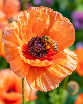 Honeybee collecting pollen on a vibrant orange poppy flower in spring