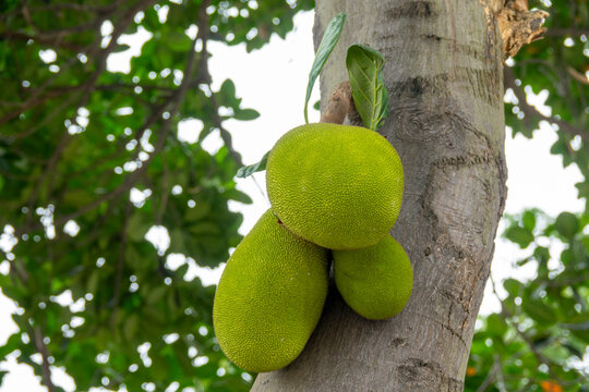 Jackfruits growing directly on the trunk of a tree, Dhaka Division, Dhaka, Bangladesh
