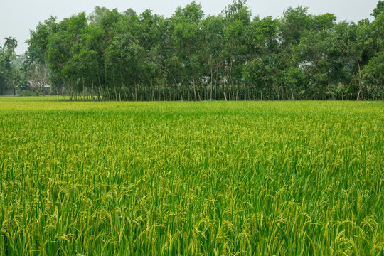 Rice paddy field bordered by a row of trees, Rangpur Division, Goalpara, Bangladesh