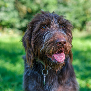 Chien