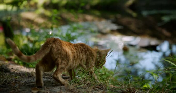 Curious little ginger kitten outdoors in dappled sunlight near a riverbank. Concept of feline curiosity, nature exploration, peaceful pets, and animal discovery. 4K.