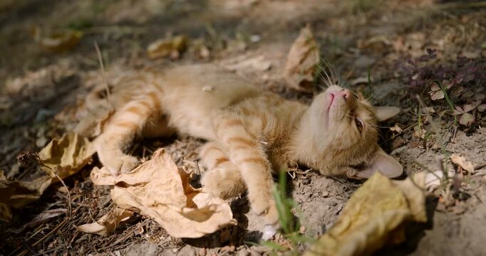 Small ginger tabby kitten lying playfully on its back on the ground, rolling amidst dry autumn leaves in dappled sunlight. 4K.
