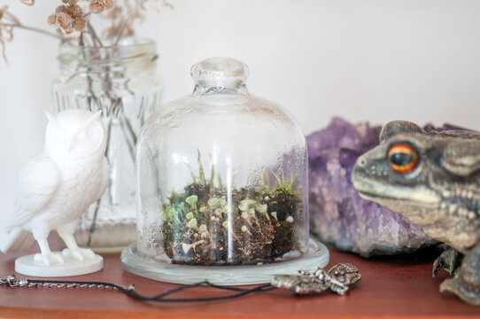 Realistic toad figurine in a mystical still life with forest lichens, amethyst crystals, dried flowers and vintage decor under a glass cloche.