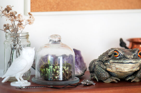 Realistic toad figurine in a mystical still life with forest lichens, amethyst crystals, dried flowers and vintage decor under a glass cloche.