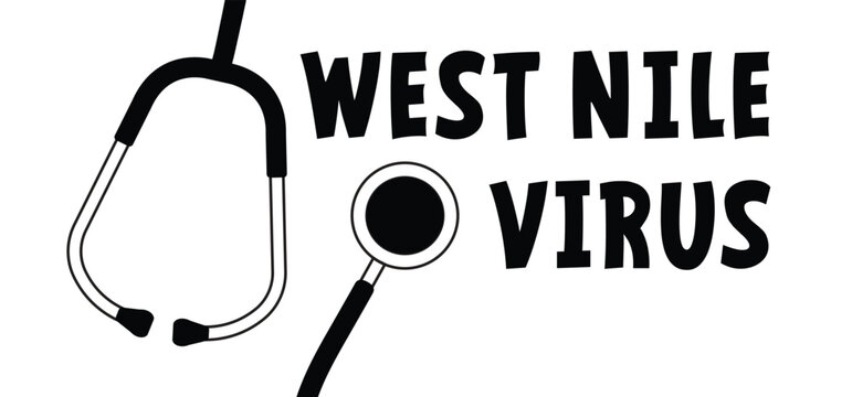 Attention West nile virus, infected mosquito. A mosquito borne virus from the Flavivirus family, house mosquito Culex pipiens. Humans and other mammals, such as horses, are so-called dead-end hosts.