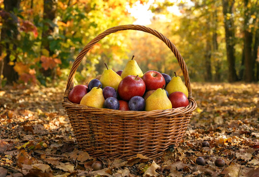 A wicker basket filled with fresh pears apples and plums in an autumn forest setting with colorful fallen leaves