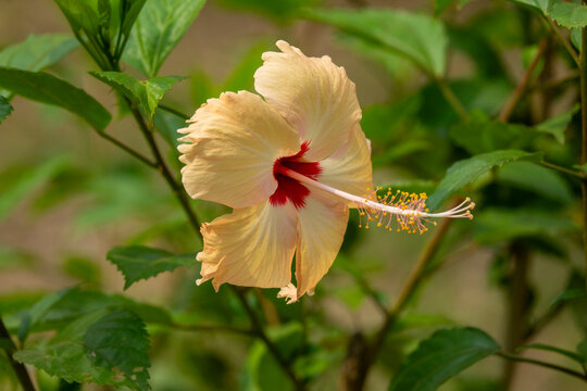 Close-up of a pale yellow hibiscus flower with a red center, Pabna District, Rooppur, Bangladesh