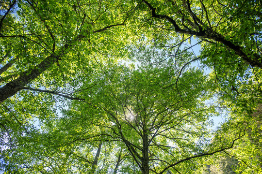 Chioma verde degli alberi illuminata dalla luce del sole