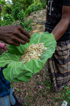 Hand holding a leaf filled with harvested ant larvae and rice, Khulna Division, Bagerhat, Bangladesh