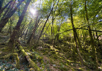 Fototapeta premium beautiful mountain forest landscape, Gorges de l Auvezere