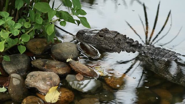 Alligator lurking near grass on lake edge