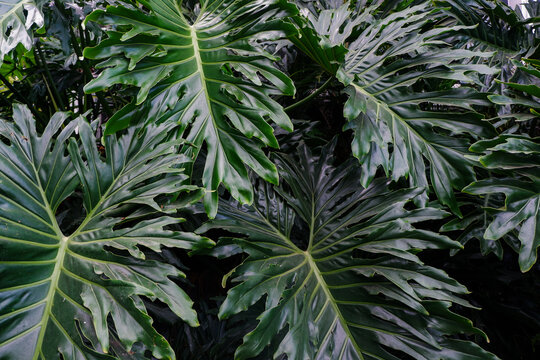 Close-up of dark green Philodendron selloum tropical leaves with dramatic moody lighting.