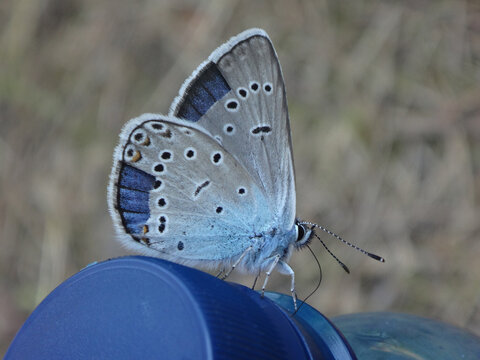 Amanda's blue butterfly (Polyommatus amandus), male with damaged wings sitting on a blue bottle cap
