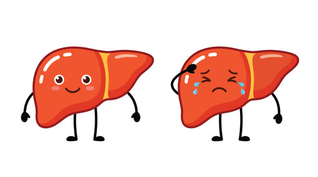 Human liver vector illustration featuring two cute characters expressing happy and sad medical health states