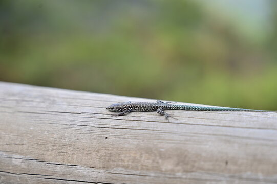 lizard on a tree trunk.