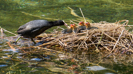 Blässhuhnweibchen füttert ihre im Nest sitzende Küken, fulica atra  © Susanne