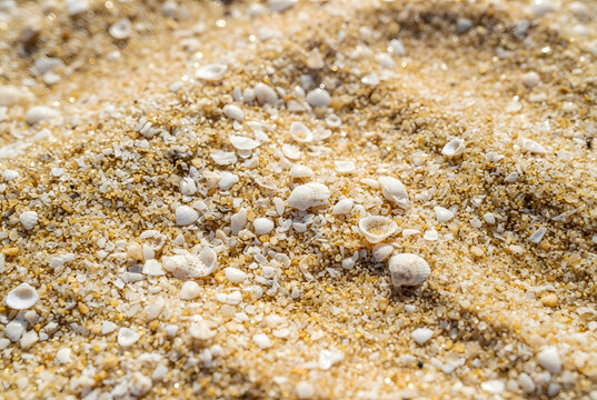 Fine golden tropical beach sand and tiny broken shells texture