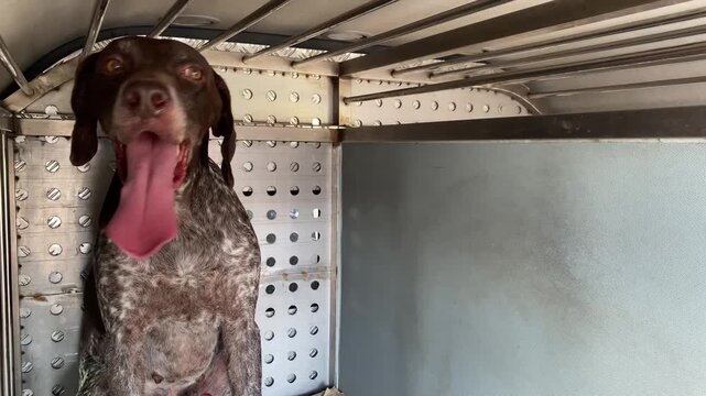 German Shorthaired Pointer Dog Panting in Transport Crate.