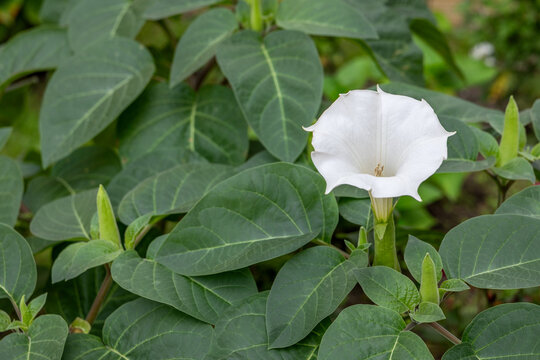 Close-up of white datura flower surrounded by green leaves and buds in garden